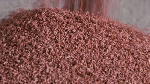 Wheat grains ready for sowing 스톡 동영상 242222361