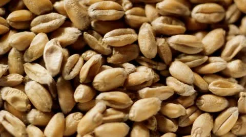 Wheat grains rotating Vídeo Stock 22040236