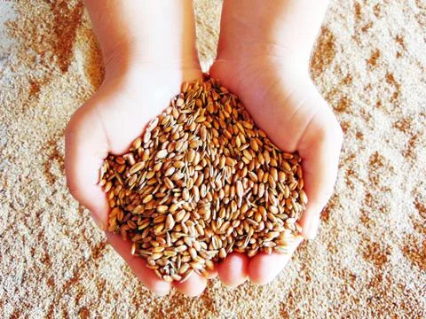 Wheat grains in two palms Fotos Stock