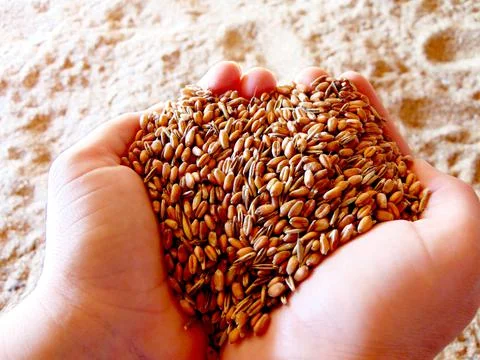 Wheat grains in two palms 写真素材