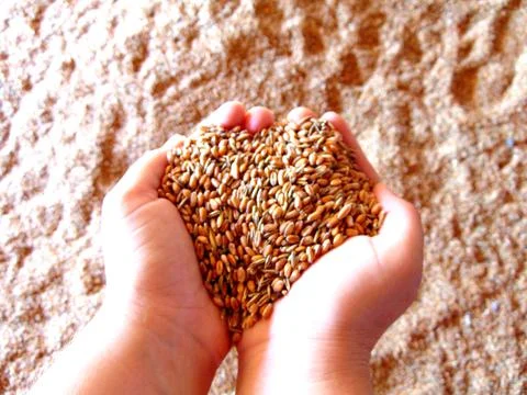 Wheat grains in two palms 写真素材