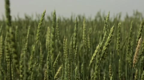 Wheat grains waving in field Stock Footage 48769146