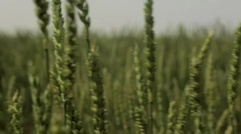 Wheat grains waving in field Stock Footage 48769407