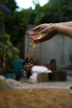 Wheat grains on woman hand Stock Photos