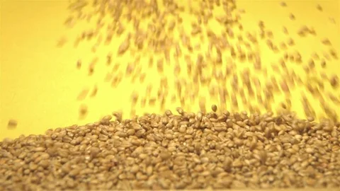 Wheat grains on a yellow background. Stock Footage 76979259