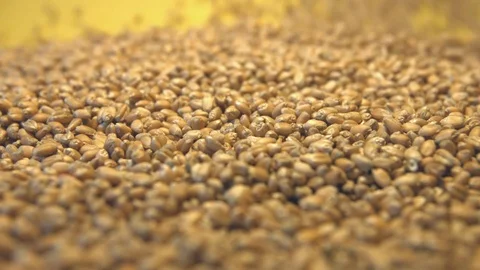 Wheat grains on a yellow background. 動画素材 77221075