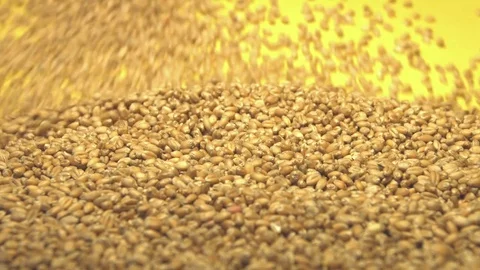 Wheat grains on a yellow background. Slow motion. Close-up. Видео 76979523