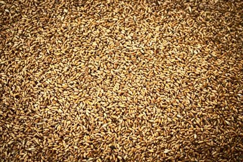 Wheat grane background Stock Photos