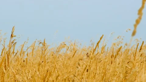 Wheat Grass 4K Stock-Footage 131416971