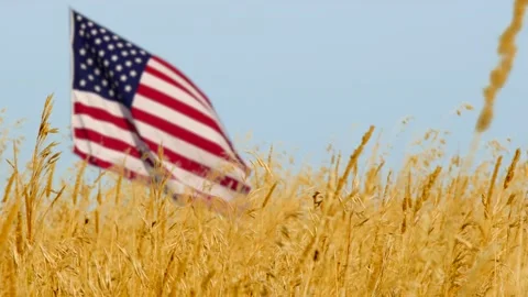 Wheat Grass 4K Stock-Footage 131417400