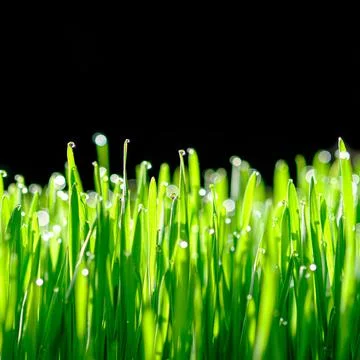 Wheat grass on black background Stock Photos