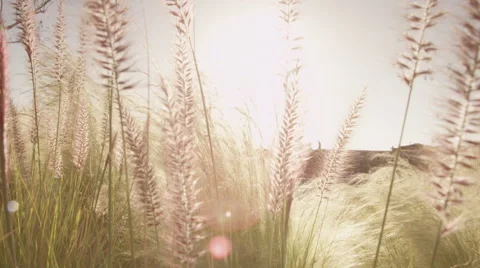 Wheat Grass Blowing in Breeze Stock Footage 41612485