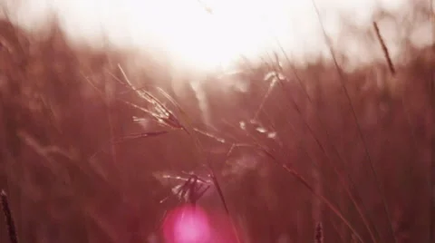 Wheat Grass Blowing in Breeze with Sun Flare Stock-Footage 41611363