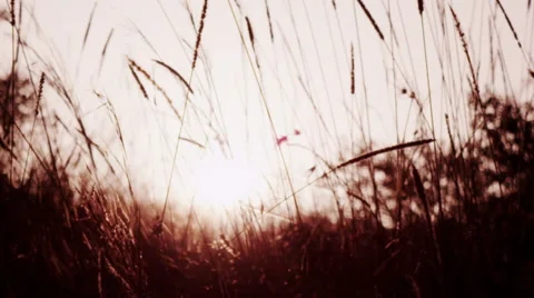 Wheat Grass Blowing in Breeze with Sun Flare Stock-Footage 41611364