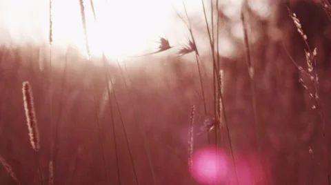 Wheat Grass Blowing in Breeze with Sun Flare Video stock 41611483