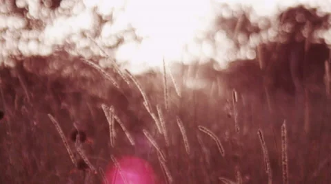 Wheat Grass Blowing in Breeze with Sun Flare Stock Footage 41611513