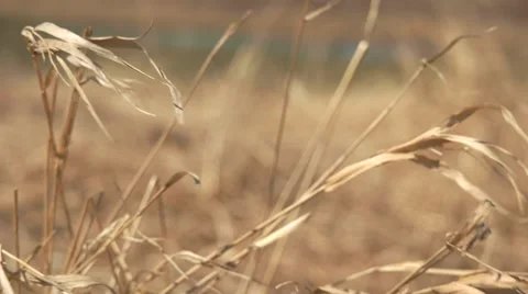 Wheat Grass Blowing in the Wind. Stock-Footage 62441729