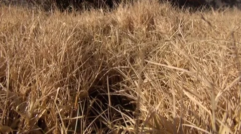 Wheat grass blowing in the wind with gentle breeze Stock Footage 45872618