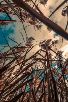 Wheat grass on blue sky with white clouds Stock Photos