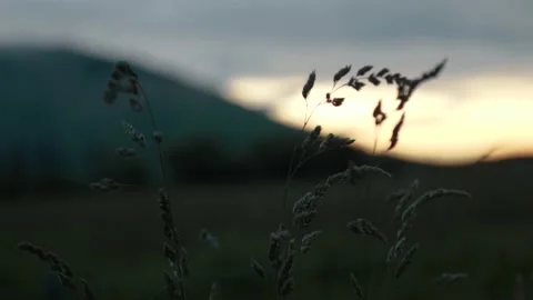 Wheat grass closeup in front of large mountain at dusk Stock Footage 140610744