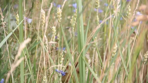 Wheat grass cornflower close-up Stock Footage 80812006