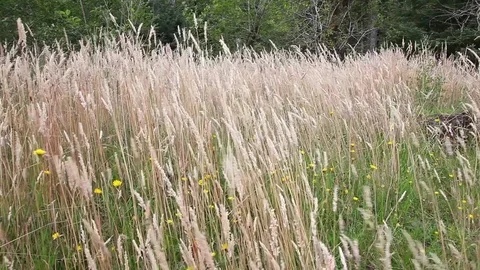 Wheat grass dancing in the wind at the Hoh Olympic National Park outside of S 스톡 동영상 80791332