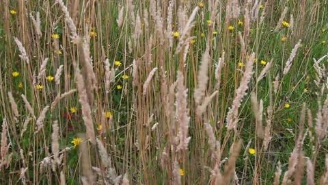 Wheat grass dancing in the wind at the Hoh Olympic National Park outside of S Stock Footage 80791426