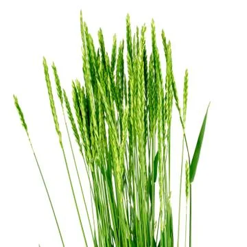 Wheat grass - elytrígia. Stock Photos