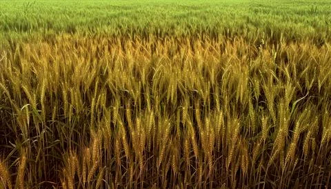 Wheat grass farming image Stock Photos