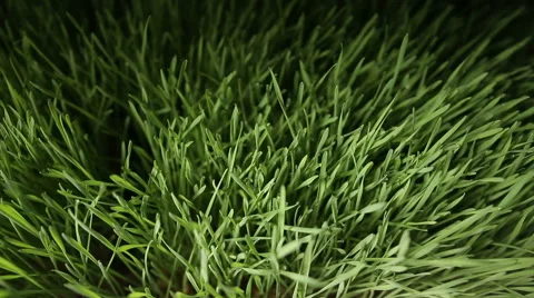 Wheat grass Stock Footage 64487444