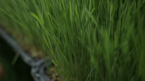 Wheat grass Stock Footage 64488651