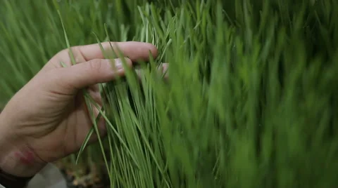 Wheat grass Stock Footage 64489576