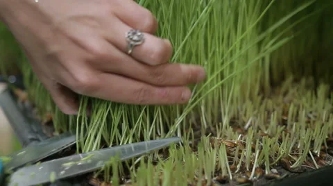 Wheat grass Stock Footage 64489598