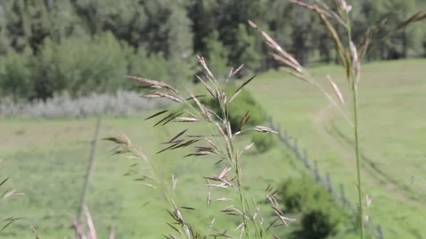 Wheat Grass Stock Footage 79576743