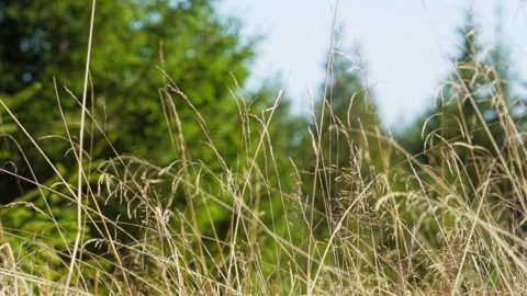 Wheat in the grass Stock Footage 302885290