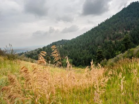 Wheat grass in the foreground of a mountain next to storm clouds. Stock Photos