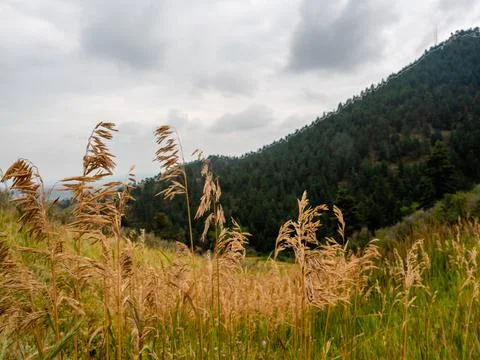 Wheat grass in the foreground of a mountain next to storm clouds. Stock Photos
