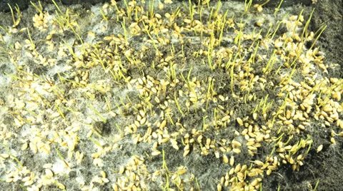 Wheat grass growing up 스톡 동영상 36479989