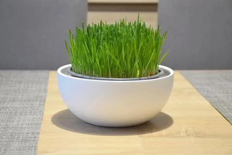 Wheat grass growing in pot Stock Photos