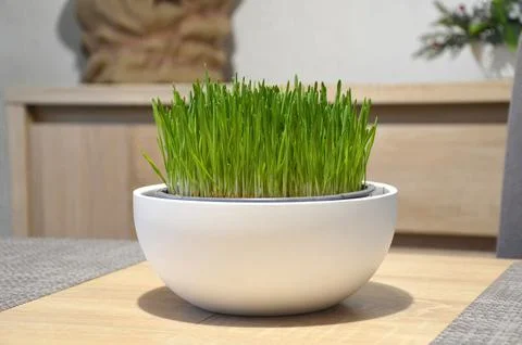 Wheat grass growing in pot Stock-Fotos
