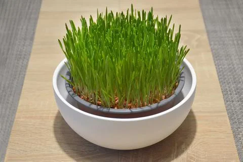 Wheat grass growing in pot Foto stock