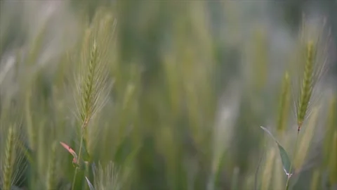 Wheat grass moving on the wind Stock Footage 152161188