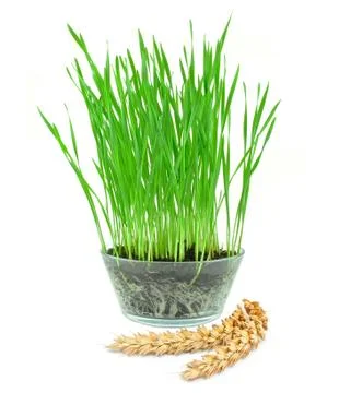 Wheat grass Stock Photos