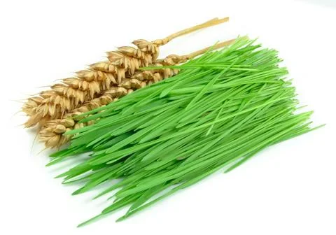 Wheat grass Stock Photos