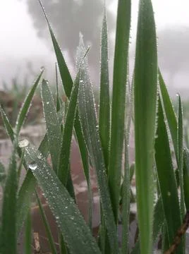 Wheat grass Stock Photos