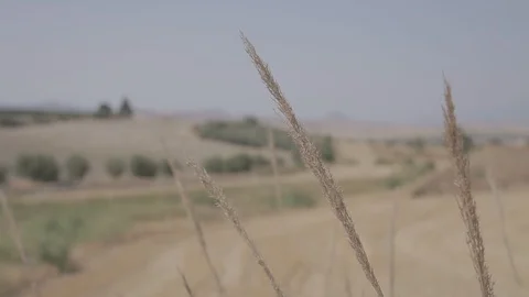 Wheat grass prairie, wind Video stock 126978459