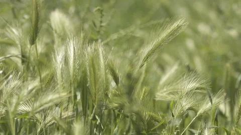 Wheat, grass in slwo motion, close up, windy weather, summer Stock Footage 71289370