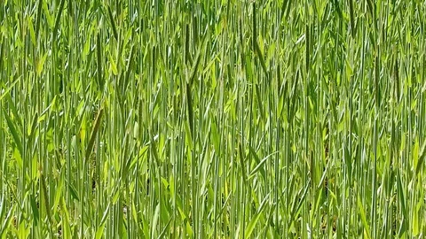 Wheat Grass in Spring Stock Footage 128762989