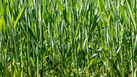 Wheat Grass in Spring - Tracking Shot Stock Footage 106995729