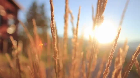 Wheat Grass in the Sunset 2 Stock Footage 26143395